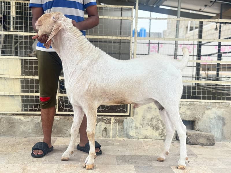 Breeder 4