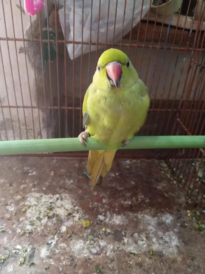 toking parrot — photo 2