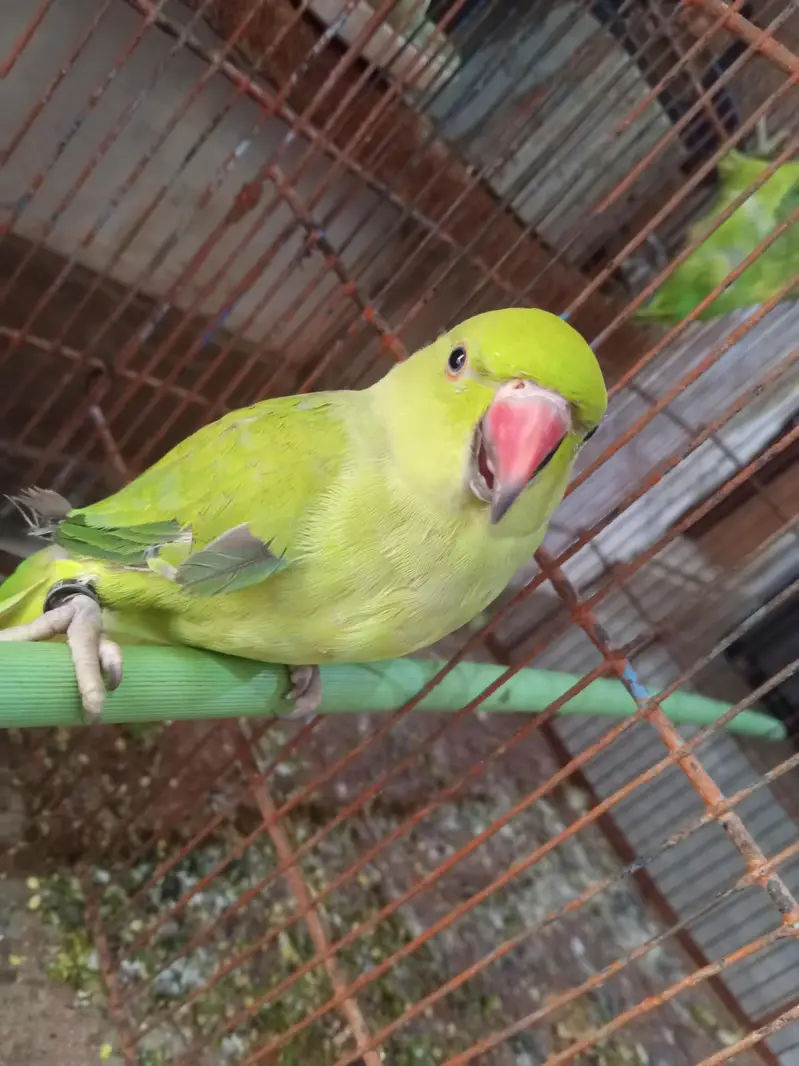 toking parrot — photo 3