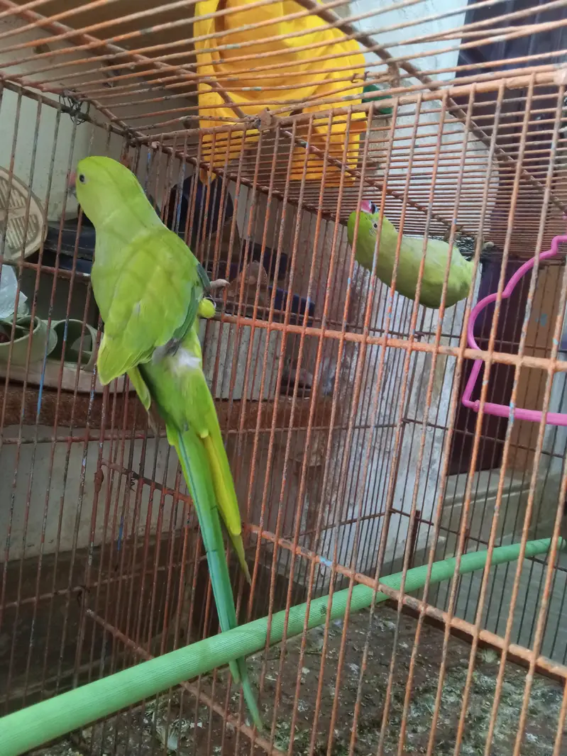 toking parrot — photo 4