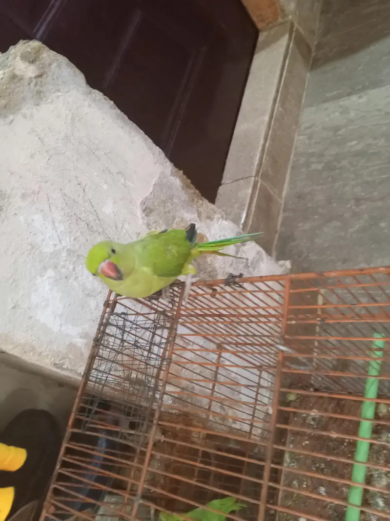 toking parrot — photo 5