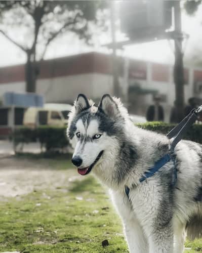 Husky male stud