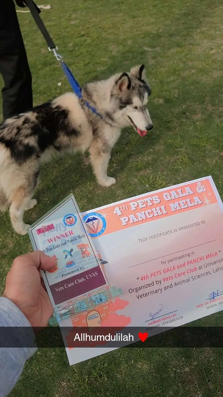 Husky male stud — photo 2