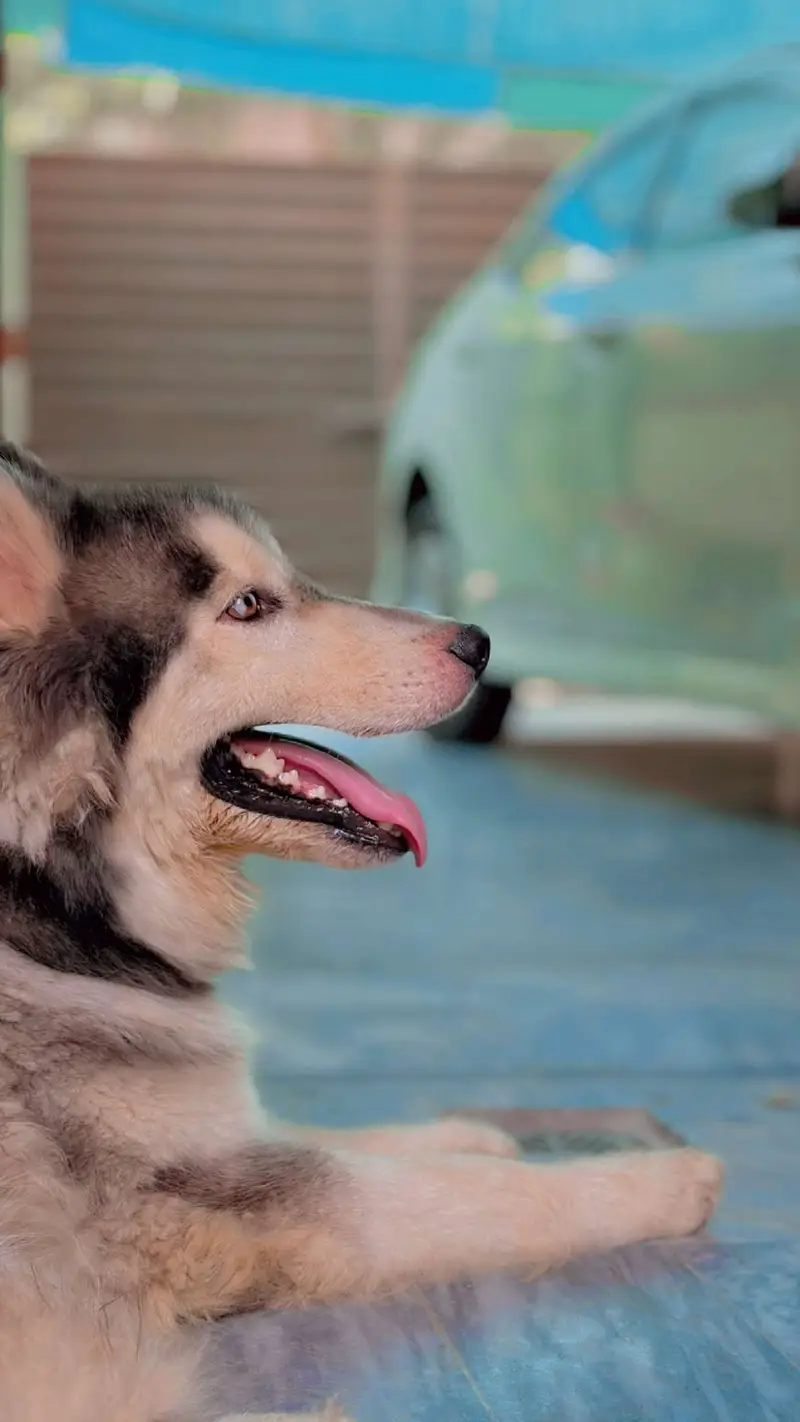 Husky male stud — photo 3