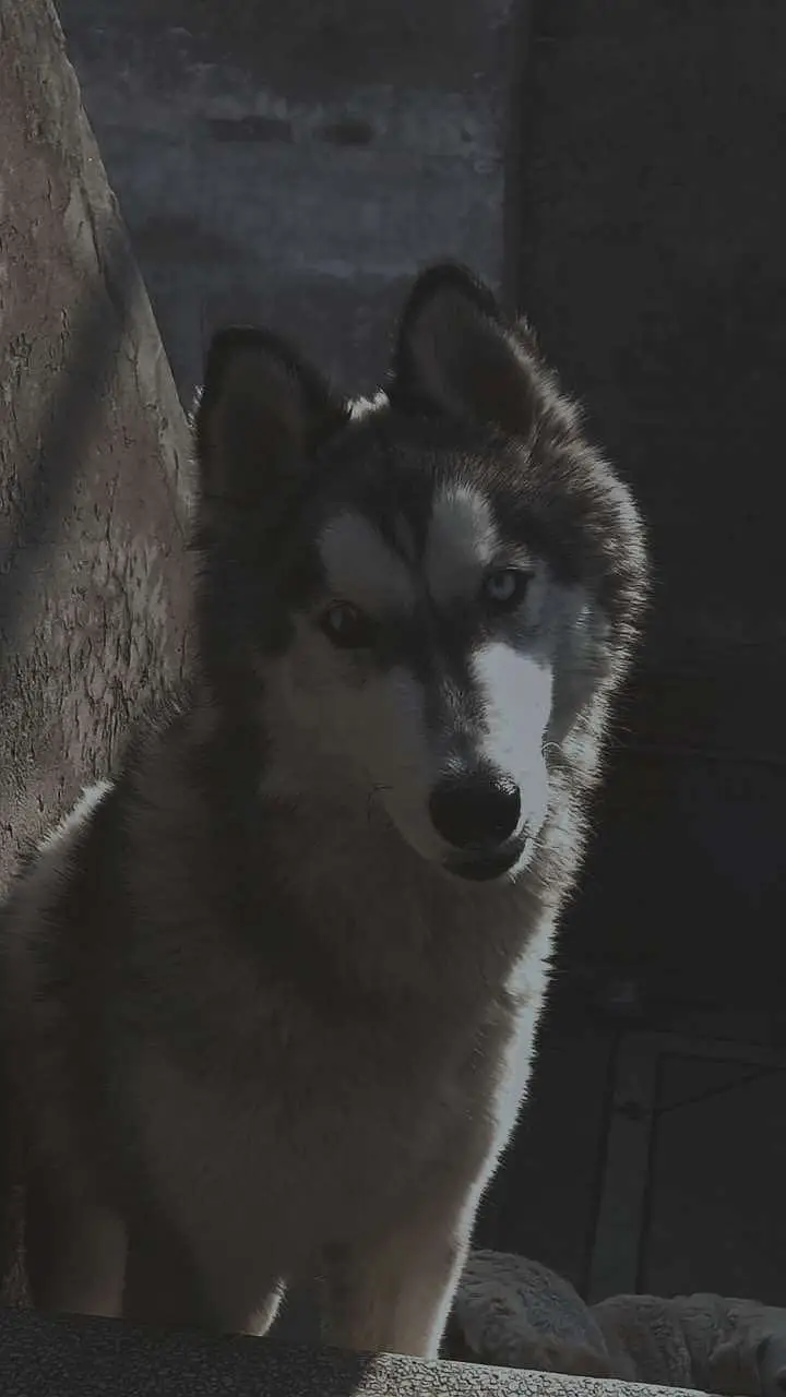 Husky male stud — photo 4