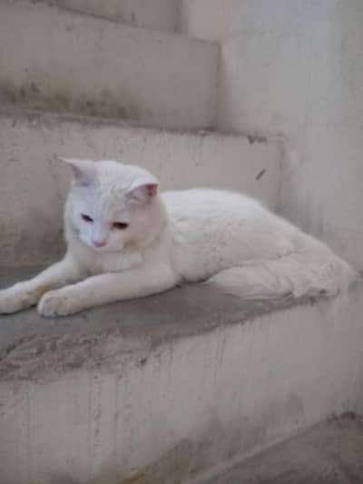 parsian