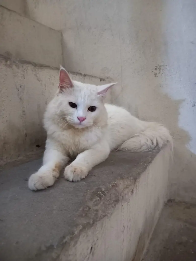 parsian — photo 3