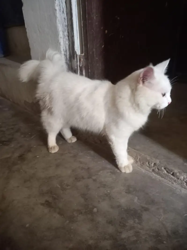 parsian — photo 4