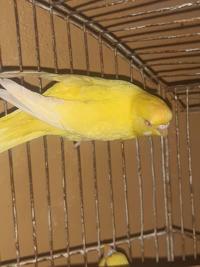 bairi stalion male parrot for sale