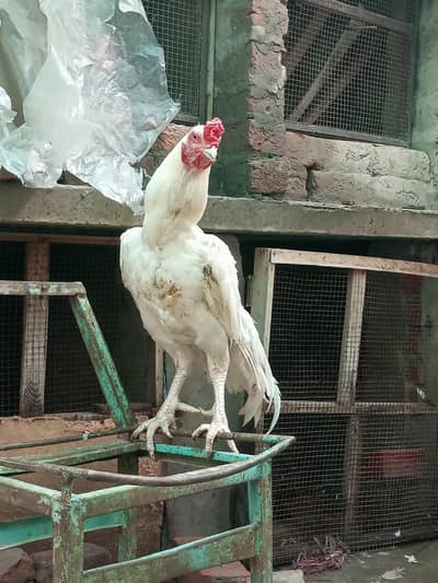 Heera aseel breeder