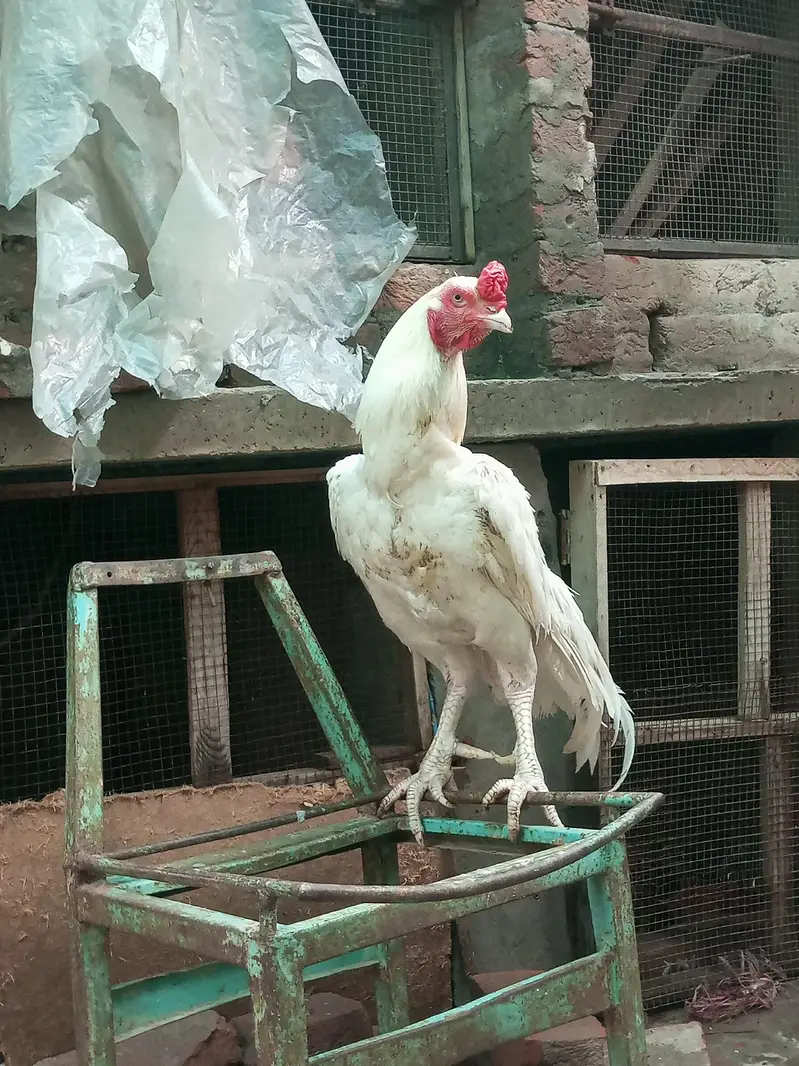 Heera aseel breeder — photo 2