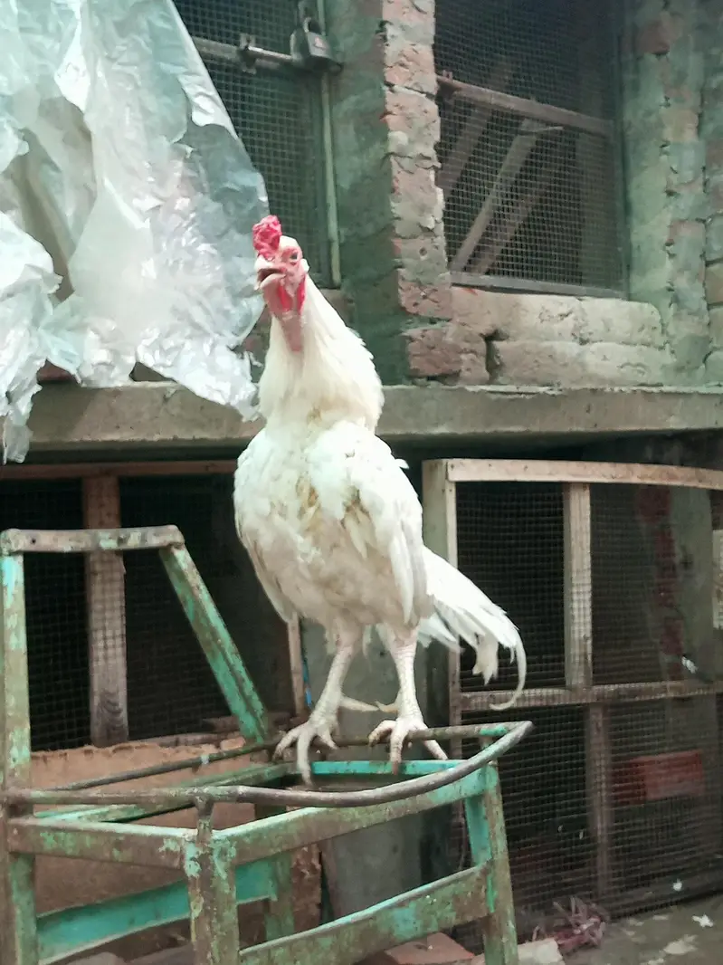 Heera aseel breeder — photo 3