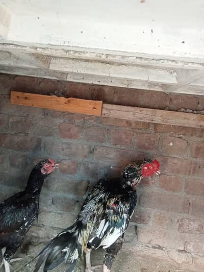 sindhi aseel jora ha for sale paiso ki zarorat ha
