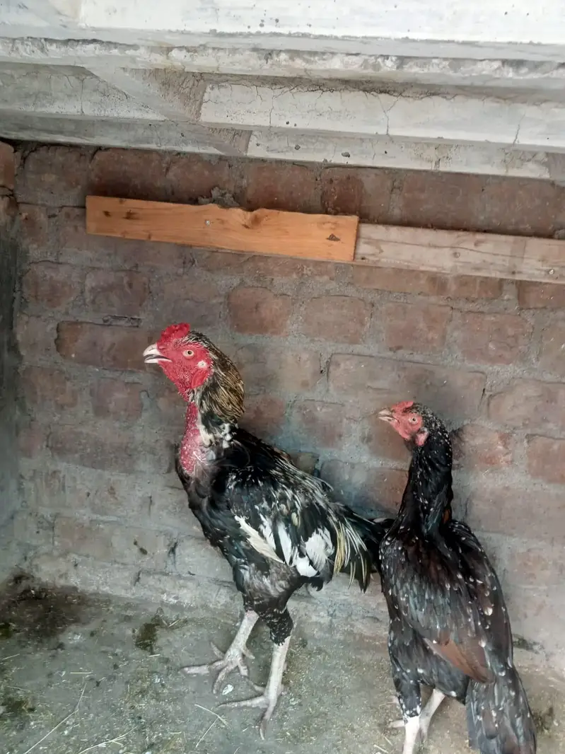 sindhi aseel jora ha for sale paiso ki zarorat ha — photo 2