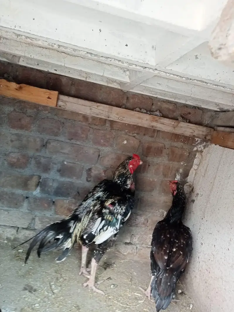 sindhi aseel jora ha for sale paiso ki zarorat ha — photo 3