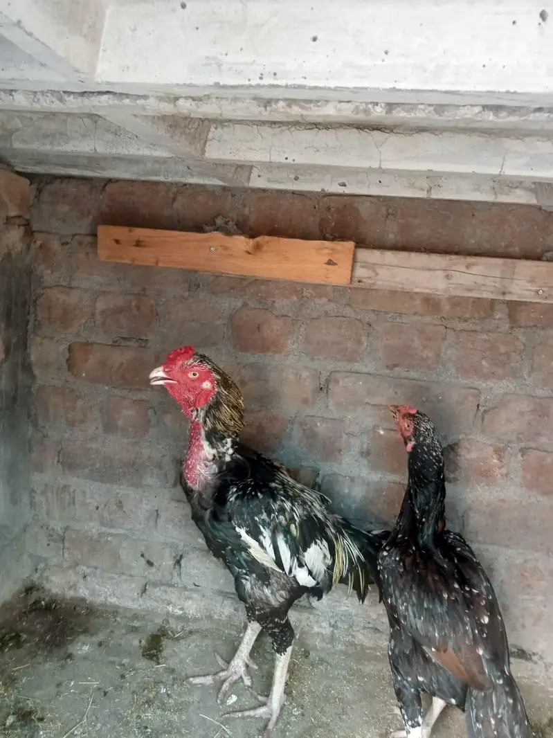sindhi aseel jora ha for sale paiso ki zarorat ha — photo 4