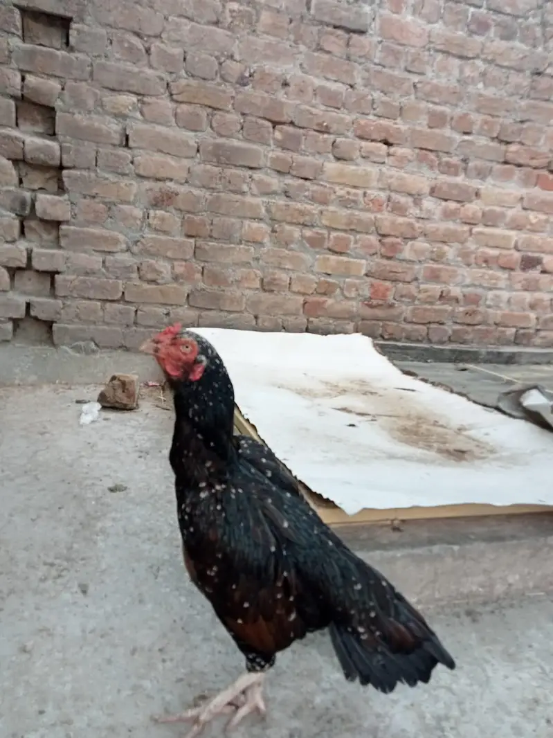 sindhi aseel jora ha for sale paiso ki zarorat ha — photo 5
