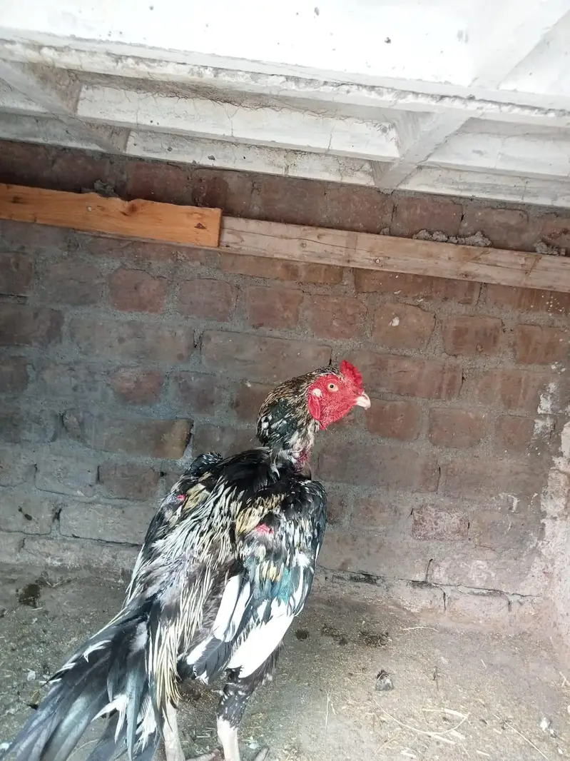 sindhi aseel jora ha for sale paiso ki zarorat ha — photo 6
