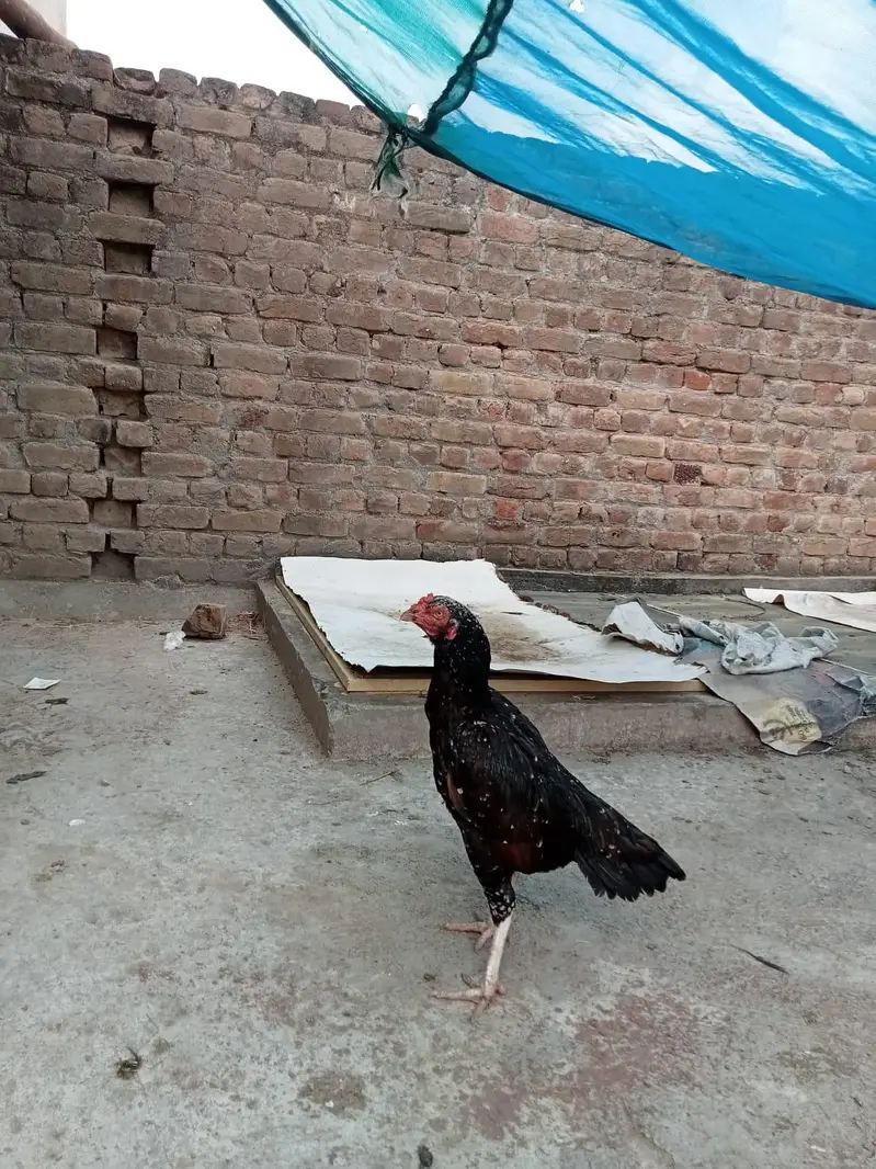 sindhi aseel jora ha for sale paiso ki zarorat ha — photo 7