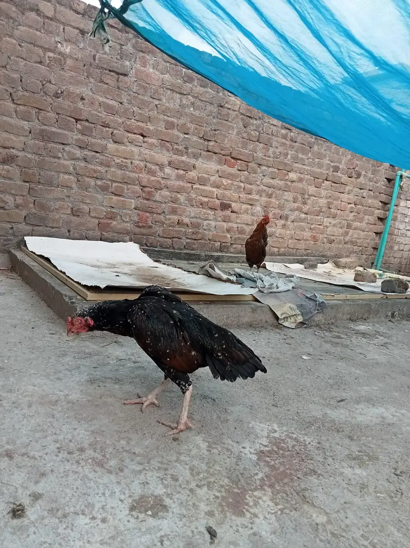 sindhi aseel jora ha for sale paiso ki zarorat ha — photo 8