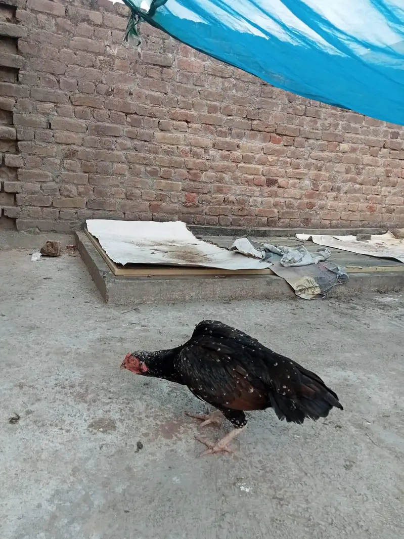 sindhi aseel jora ha for sale paiso ki zarorat ha — photo 9