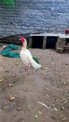 paper white aseel patha