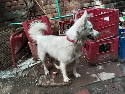 Russian male for sale