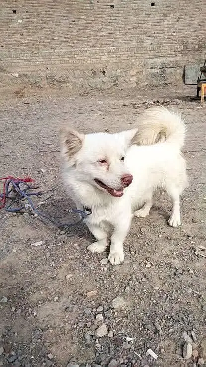 Russian male for sale — photo 2