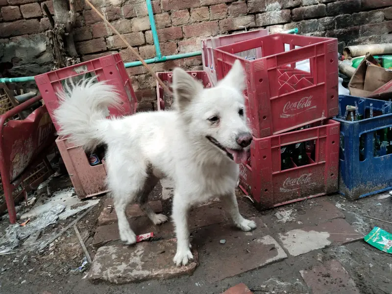 Russian male for sale — photo 3