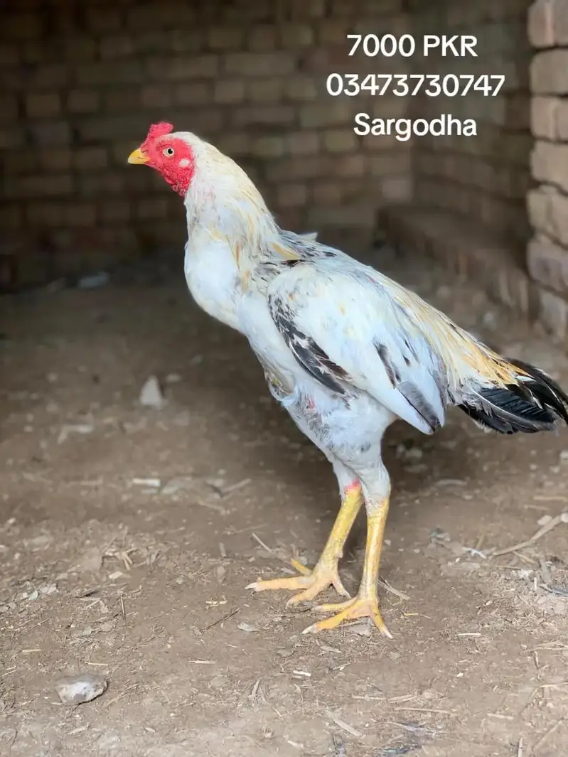 Aseel Mianwali — photo 2