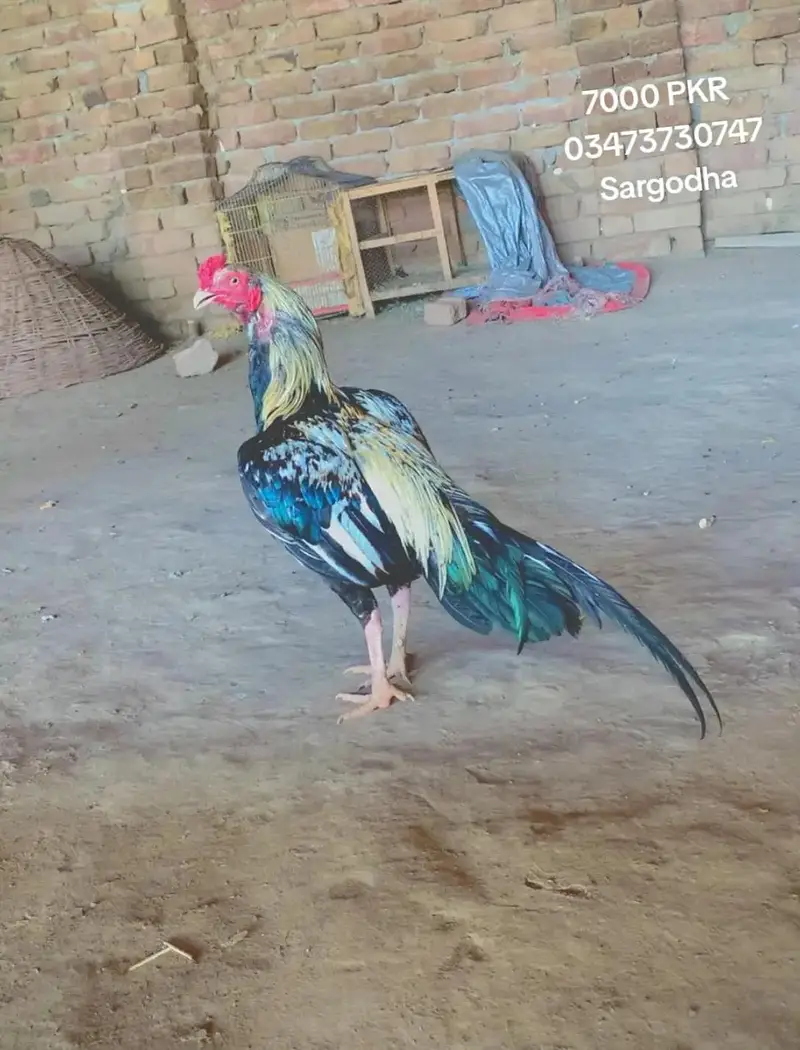 Aseel Mianwali — photo 3
