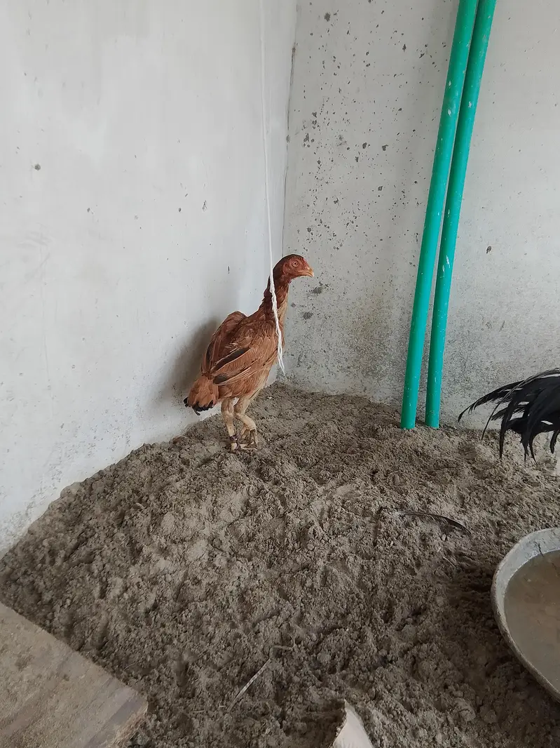 Burmi male and Pakistani female for sale — photo 3