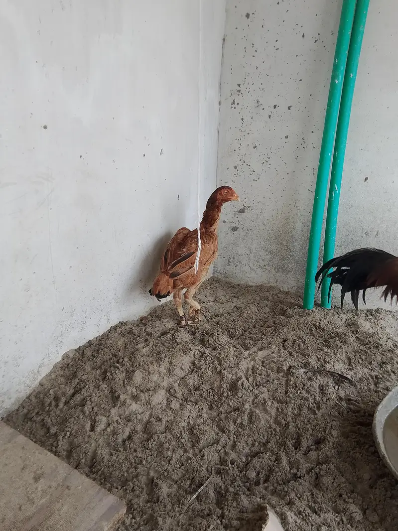 Burmi male and Pakistani female for sale — photo 4