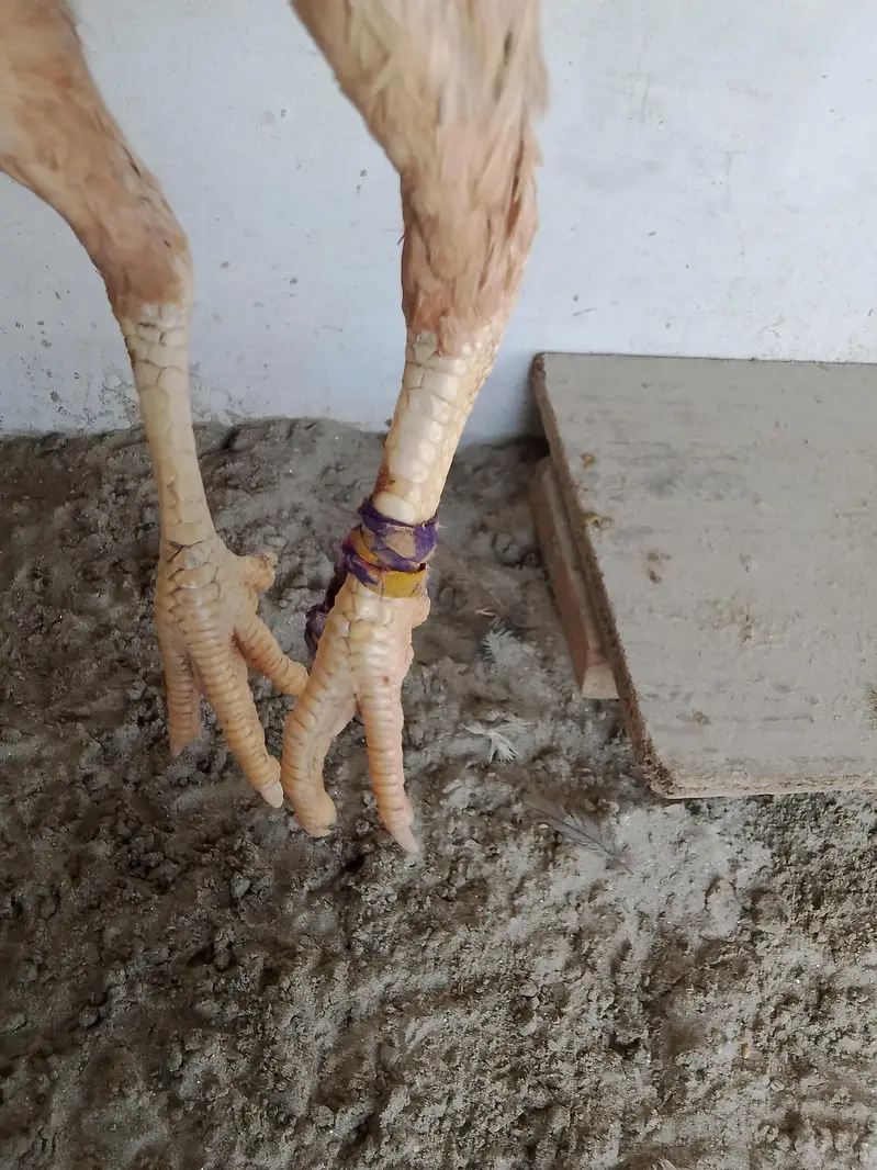 Burmi male and Pakistani female for sale — photo 5