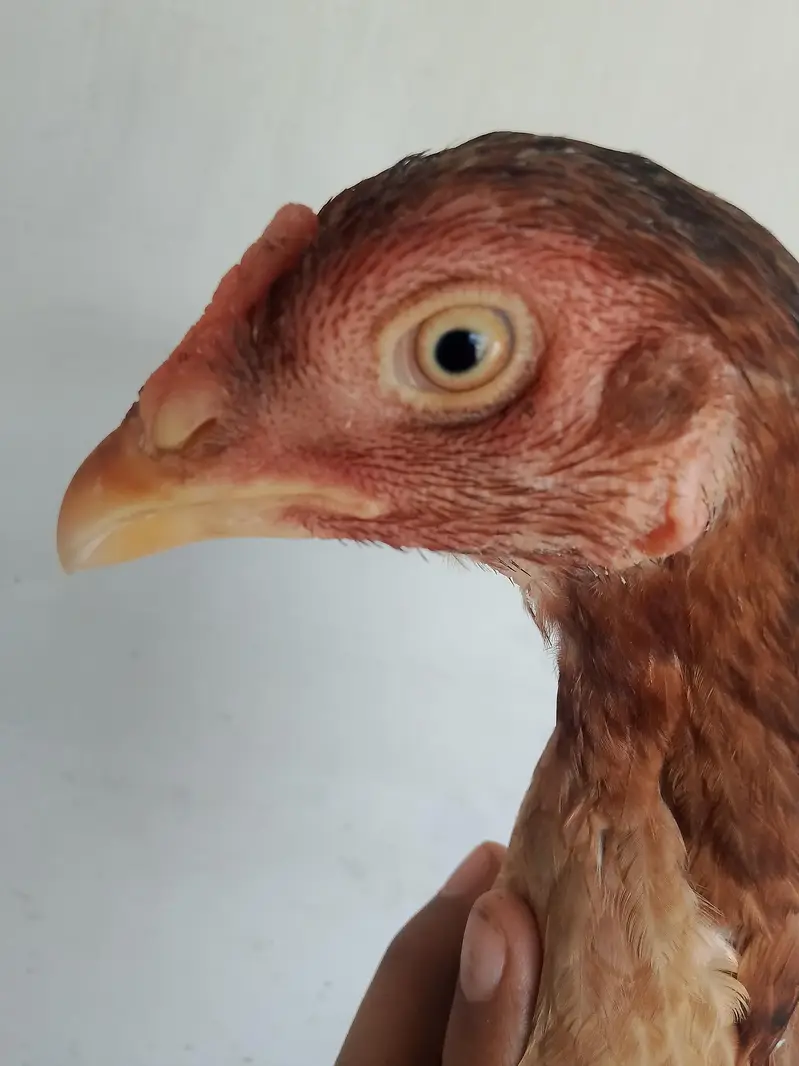 Burmi male and Pakistani female for sale — photo 6