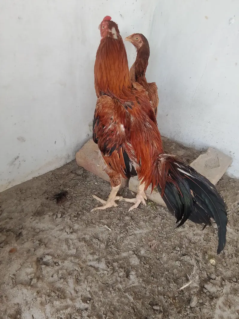 Burmi male and Pakistani female for sale — photo 7