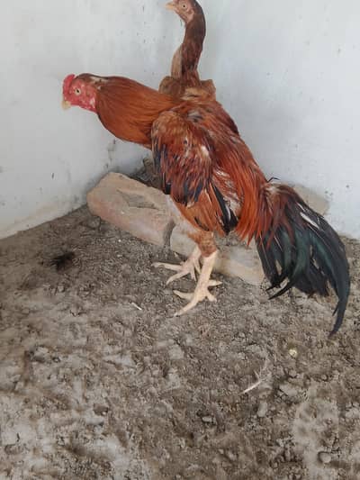 Burmi male and Pakistani female for sale