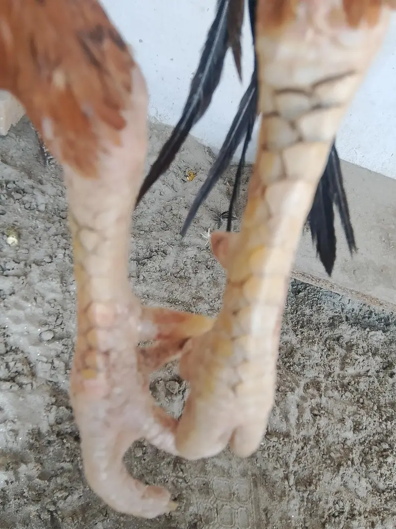 Burmi male and Pakistani female for sale — photo 10