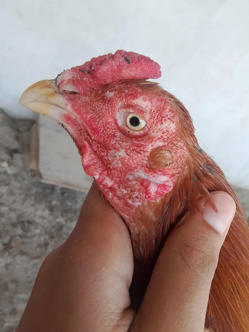 Burmi male and Pakistani female for sale — photo 11