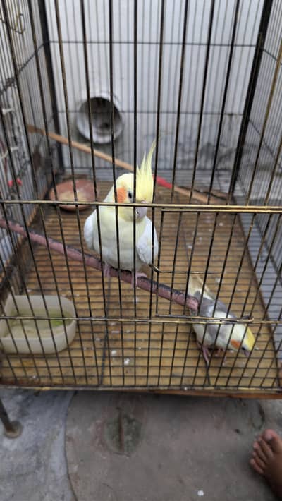cocktail parrot pair with cage
