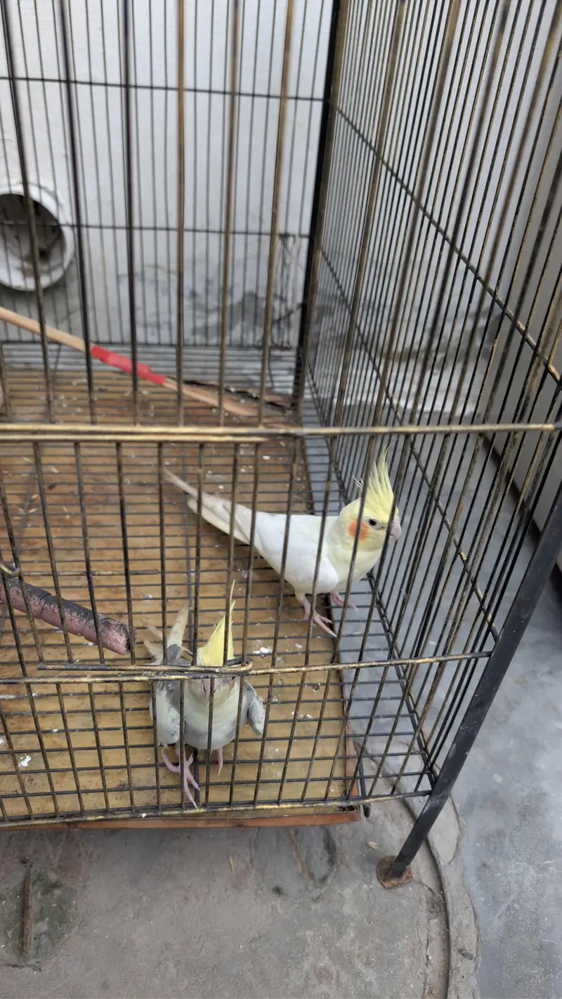 cocktail parrot pair with cage — photo 2