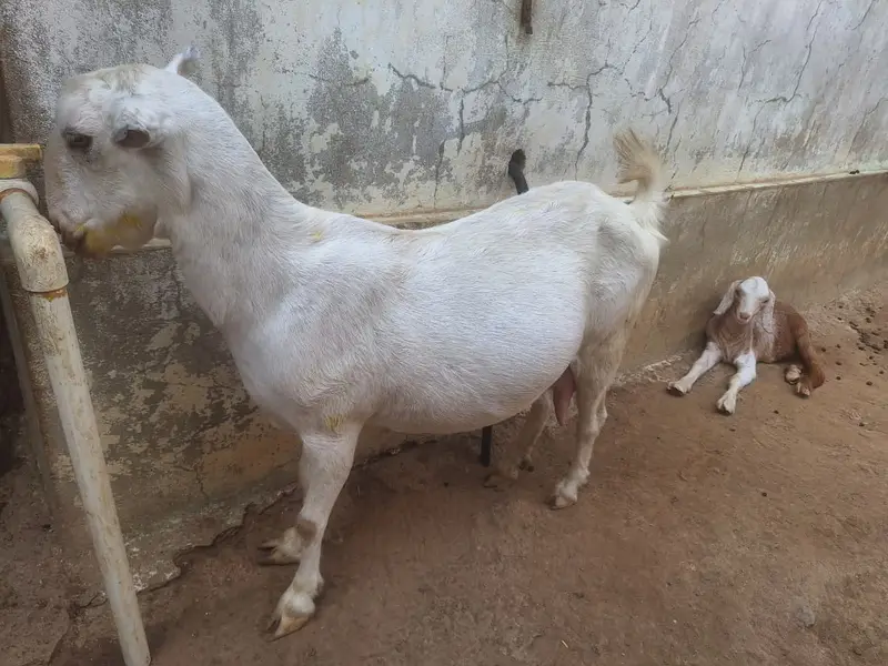 2 Teddy Bakriyan 3 Bachon ka sath aur Breeder Bakra 2 Daant — photo 2