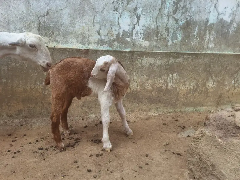 2 Teddy Bakriyan 3 Bachon ka sath aur Breeder Bakra 2 Daant — photo 5