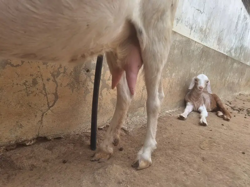 2 Teddy Bakriyan 3 Bachon ka sath aur Breeder Bakra 2 Daant — photo 4
