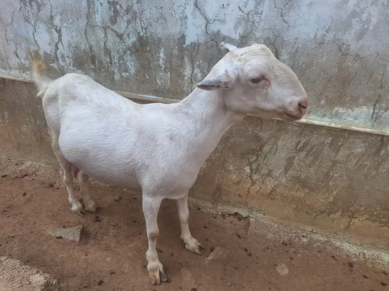 2 Teddy Bakriyan 3 Bachon ka sath aur Breeder Bakra 2 Daant — photo 6