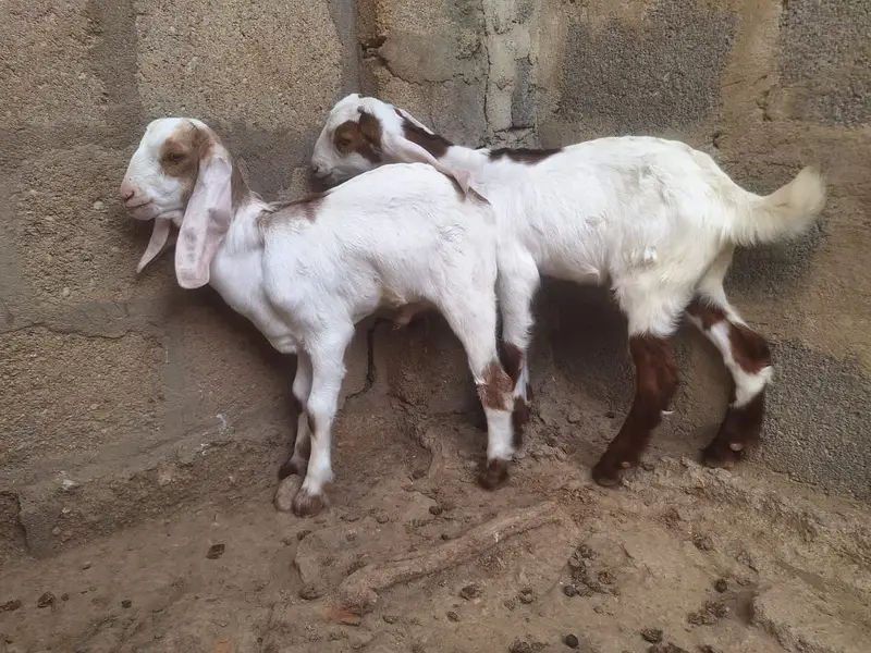 2 Teddy Bakriyan 3 Bachon ka sath aur Breeder Bakra 2 Daant — photo 7