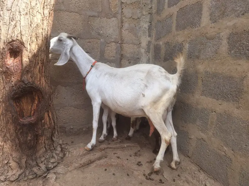 2 Teddy Bakriyan 3 Bachon ka sath aur Breeder Bakra 2 Daant — photo 8