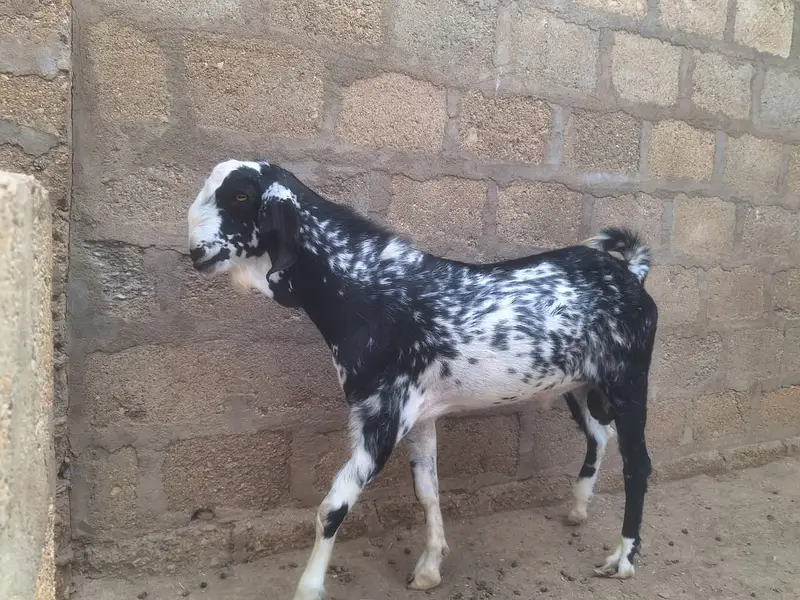 2 Teddy Bakriyan 3 Bachon ka sath aur Breeder Bakra 2 Daant — photo 11