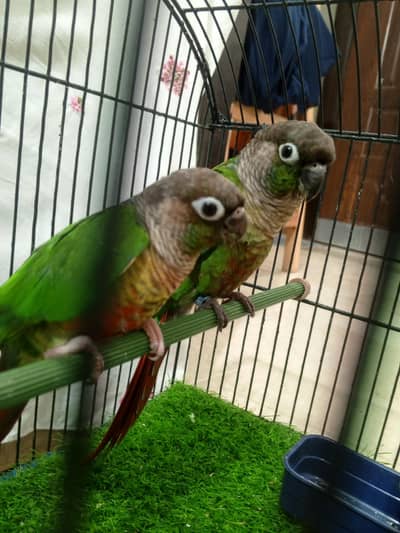 green  chick  conure