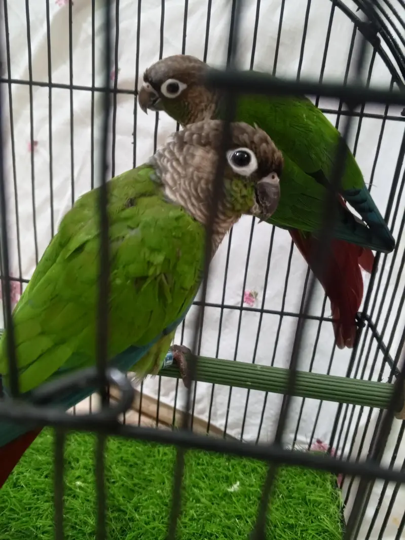 green  chick  conure — photo 2